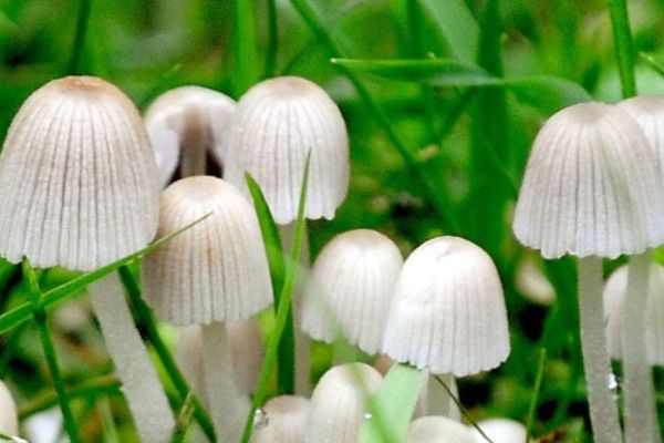 Magic Mushrooms: A Medical Breakthrough or Societal Disaster?